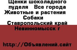 Щенки шоколадного пуделя - Все города Животные и растения » Собаки   . Ставропольский край,Невинномысск г.